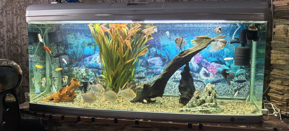 Аквариумные рыбы ( Цихлиды и Метиннисы)