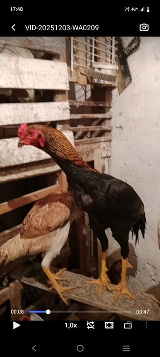 Дакан балапандарын сатылады