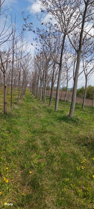 Елітний житловий проект – "Paulownia Domain"
