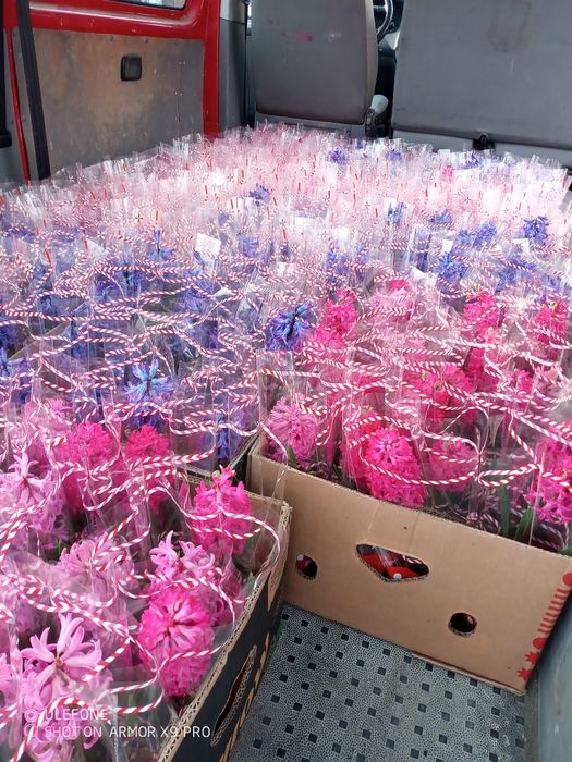 Flori, zambile, primule, cyclamen, panseluțe