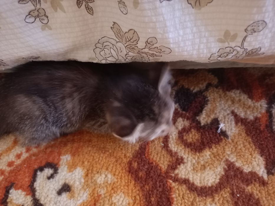 Отдам котенка в добрые руки