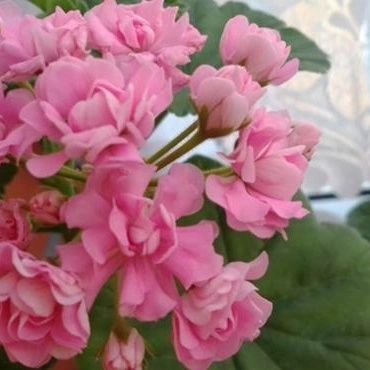 Розебудная  пеларгония, белая герань