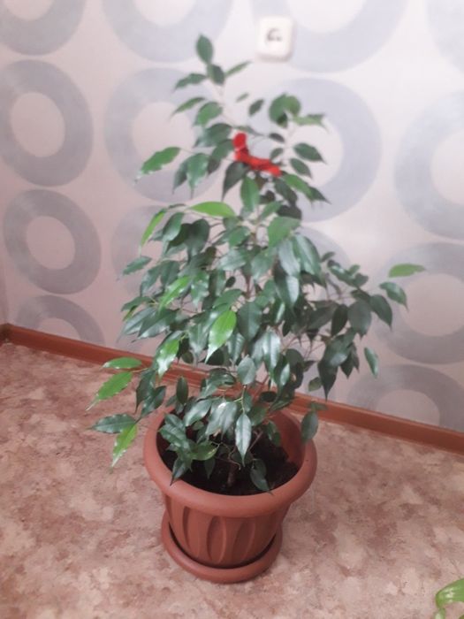 Домашние растения