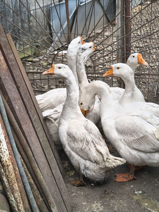 Gâscan din puii de anul trecut