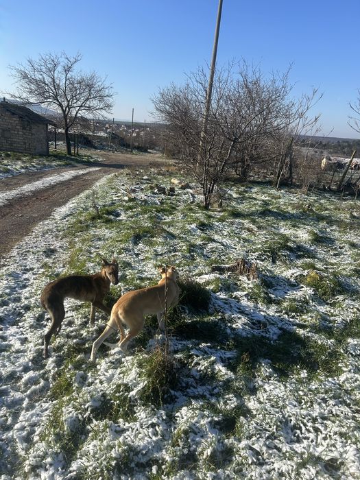 Кучета грейхаунд (хрътки)