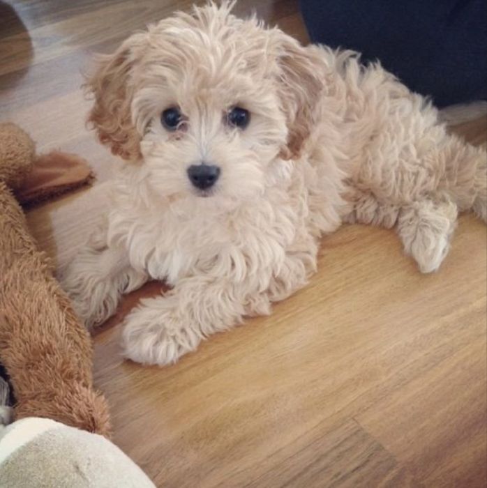 Bichon apricot fetita