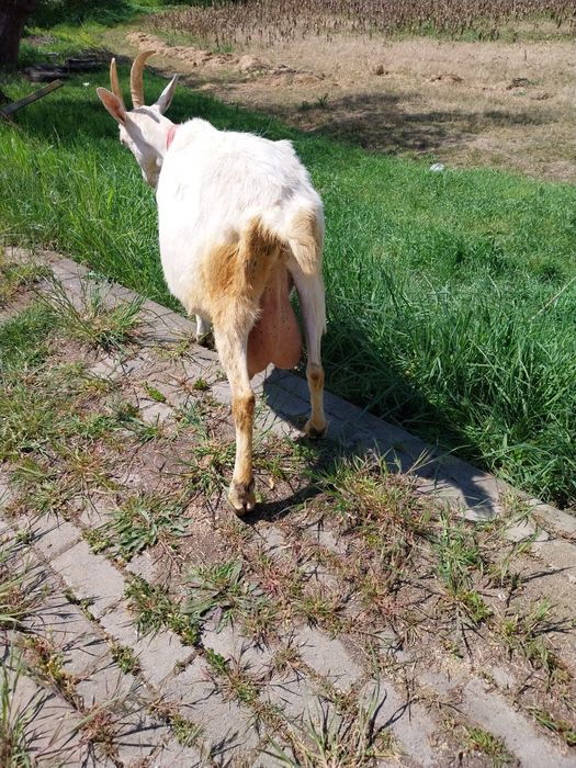 Vând 2 iede zanet