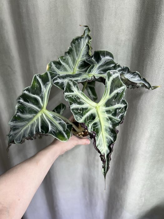 Алоказия Локо (клубни)