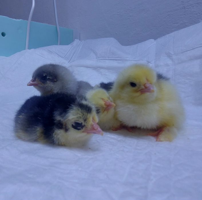 Цыплята кохинхины голубые