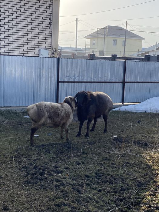 Продам трехгодовалого кошкара