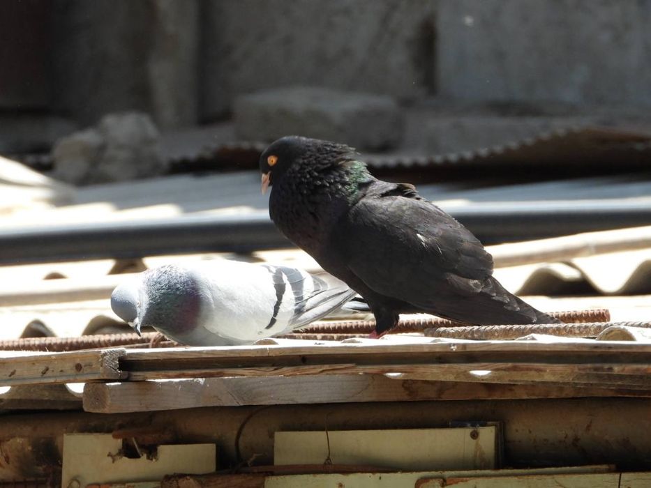 KAMERA P1000 ZOOM 3000