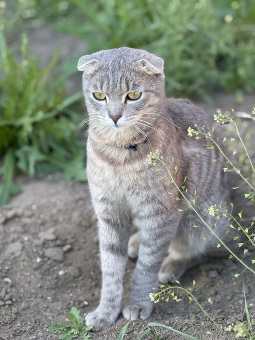 Коты и кошки Аксу бесплатно
