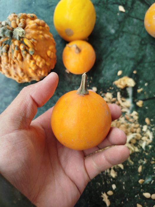 Семкитыквыеныедекоротивные