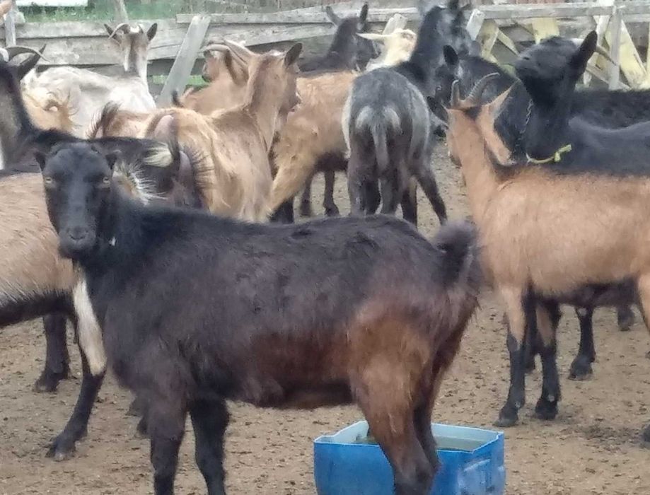 Vand Capre si Tap Alpin carnea si laptele nu au miros Oradea