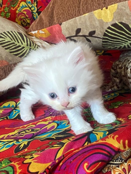 Котенок девочка, бесплатно