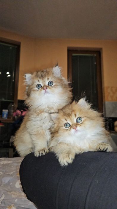 Британски дългокосмести котенца