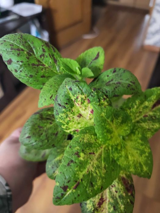 Комнатные цветы колеусы