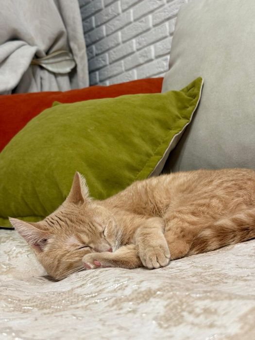 Отдам кошку в добрые руки