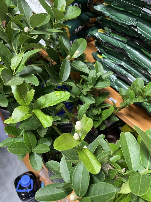 Лимонное дерево домашнее