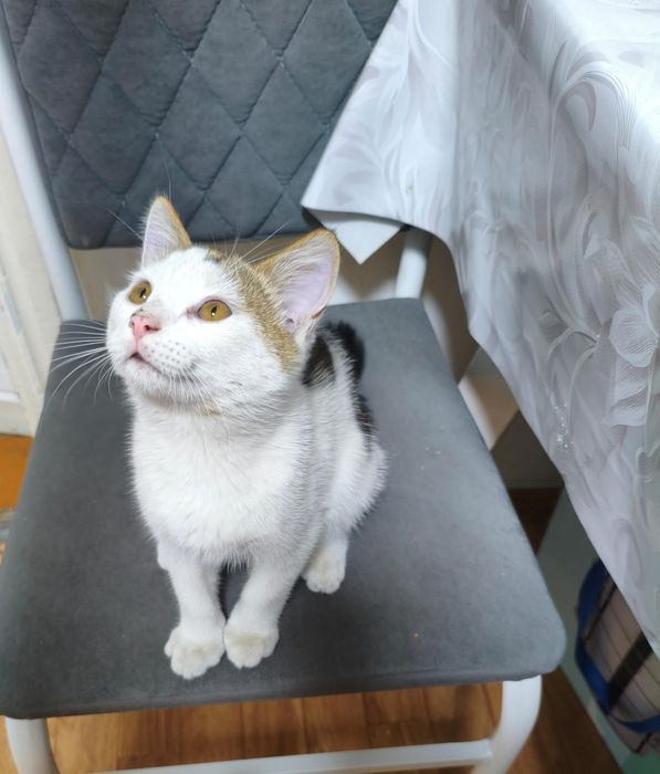 Отдам котенка в добрые руки