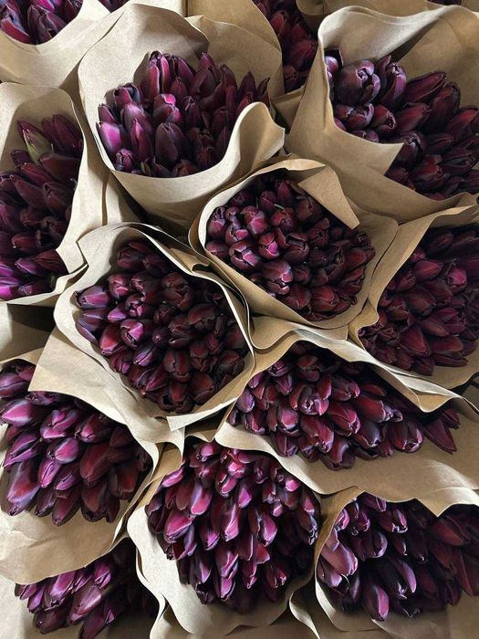 Тюльпаны оптом. Тюльпаны Алматы. Тюльпаны