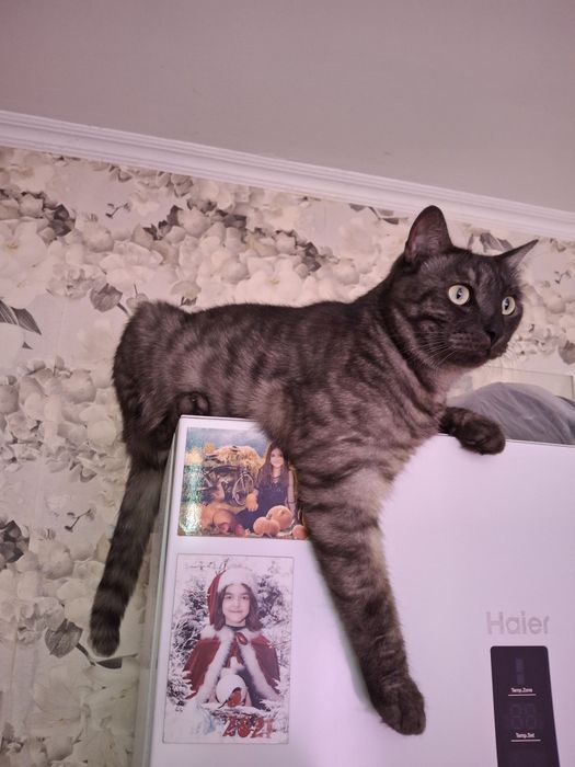 Пристрою кота в семью