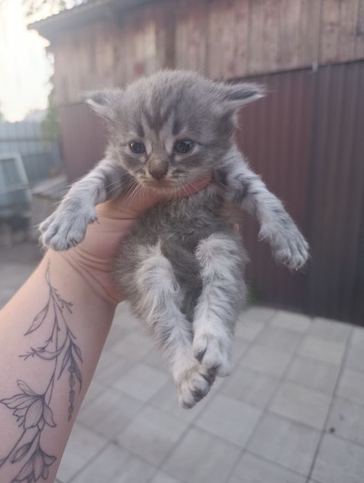 Продам котят британцев