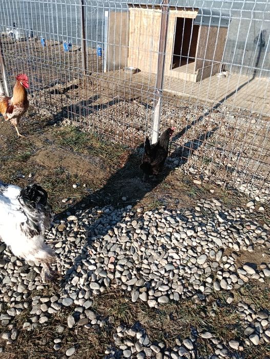 Vând cocoș Brahma moțat