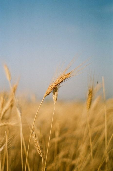Пшеница в розницу и оптом