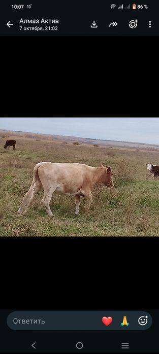 Продам коров с подсосными телятами