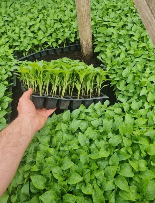 Rasad roșii, ardei, vinete…