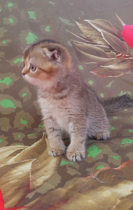 Золотой котенок девочка