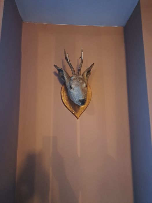 Продавам трофеи сръндак