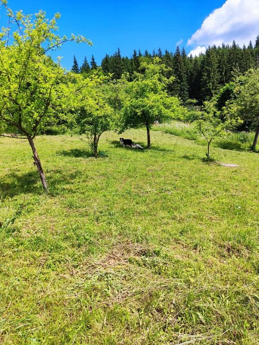 Vanzare casa + teren Izvorul Alb Bicaz