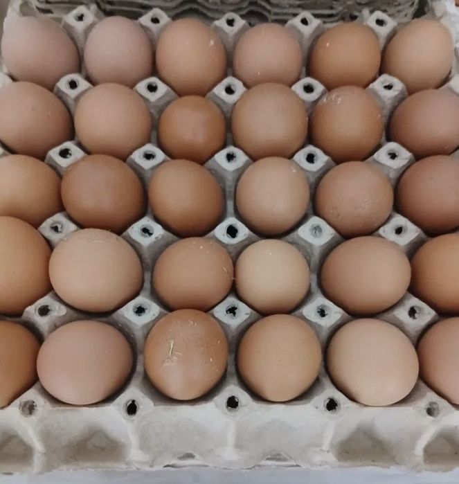 Oua de gaina de casa