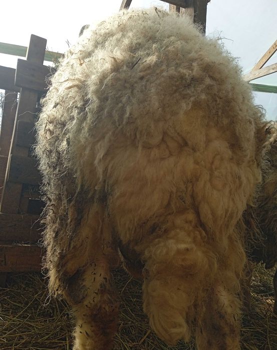 Berbec awassi avas pentru prăsilă