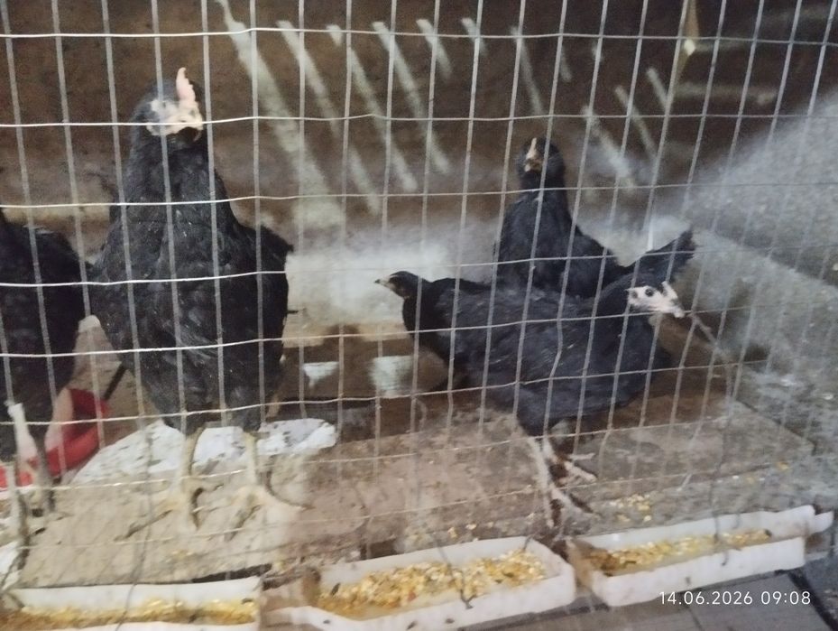 Гигант Жерси Кора Шахзода