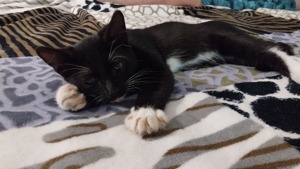 Котёнок мальчик ищет семью