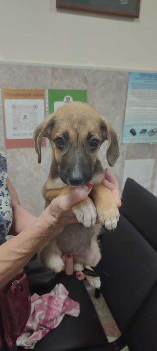 Щенок, девочка, 2 месяца