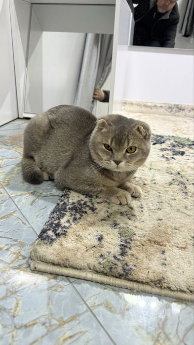 1 кошка для вязки