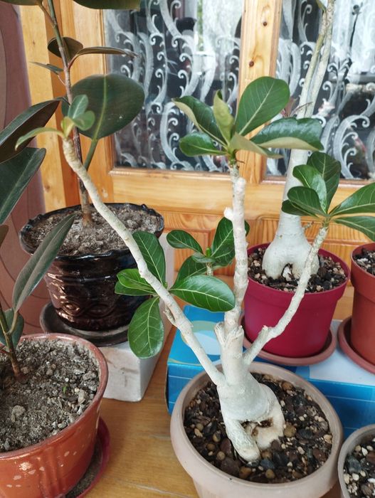 Адениум - роза пустыни