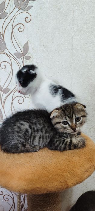 Отдам игривых котят