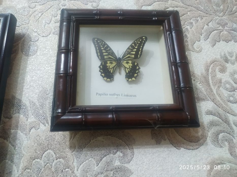 Коллекция бабочек в рамках