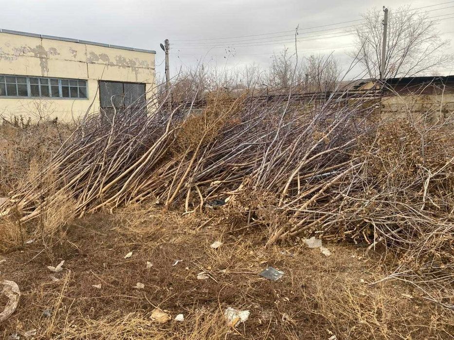 Отдам дрова даром