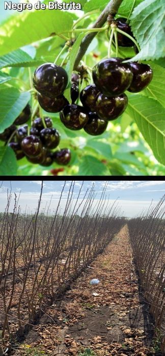 Visini-pomi fructiferi