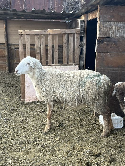 Овцы бараны ягнята