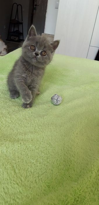 продам котят 30000