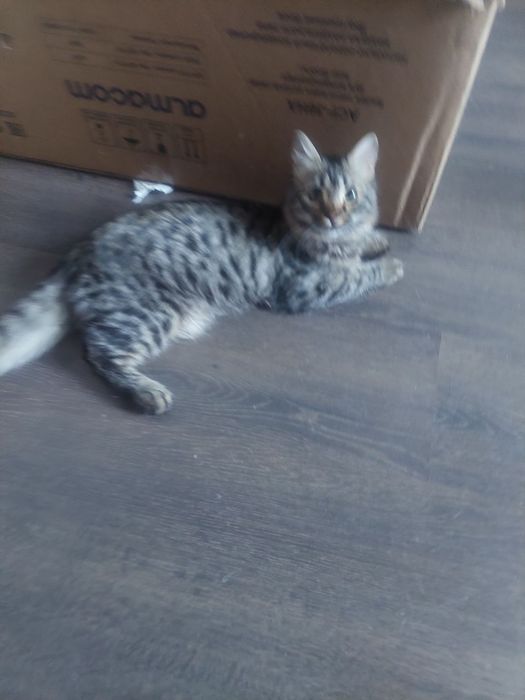 Срочно! Отдаем котят в добрые руки.