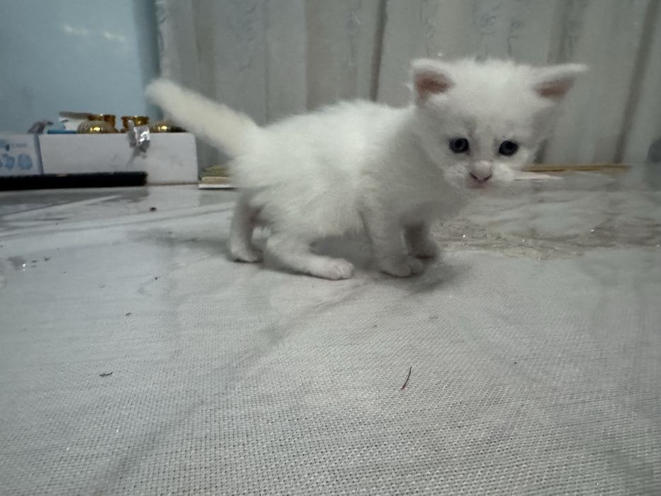 Mushuk va bolalari sotiladi maine coon