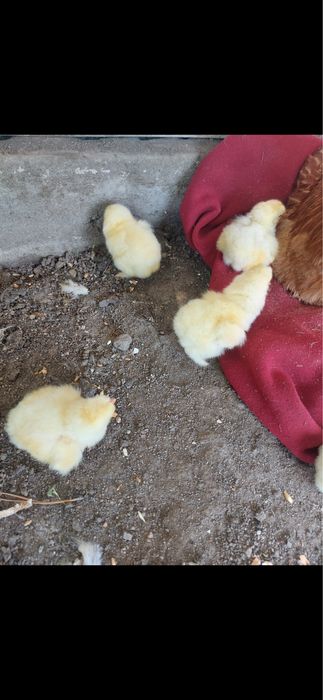 Квочка с цыплятами